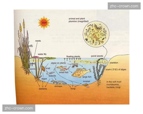 制播链路正向社区内容共创模式延展 丰富现阶段生态多样性
